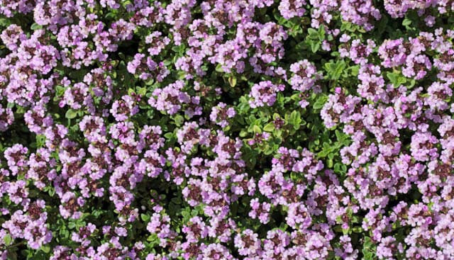 Thymus Extract